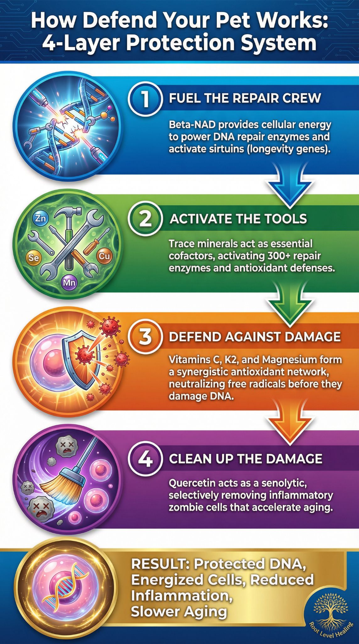 Scientific diagram showing Defend Your Pet's 4-layer protection system with beta-NAD providing cellular energy, trace minerals activating DNA repair, vitamins defending against oxidative stress, and quercetin cleaning up senescent cells for comprehensive aging protection in pets