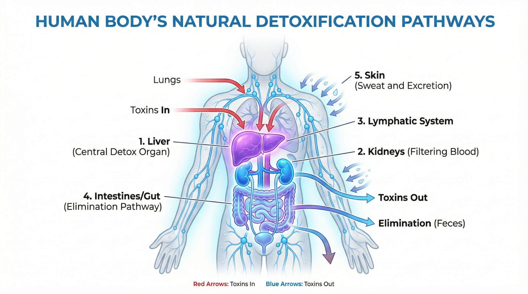 Natural body detoxification pathways including liver, kidneys, lymphatic system, and gut