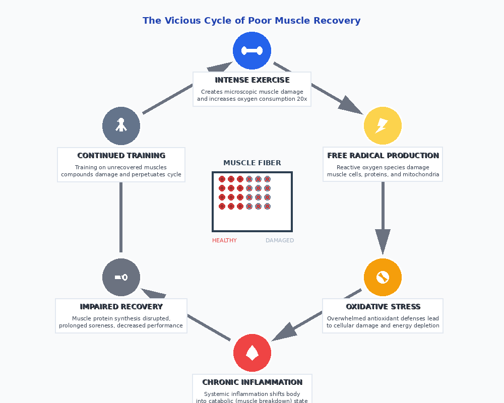 Infographic showing how chronic inflammation and oxidative stress create a vicious cycle that prevents proper muscle protein synthesis and recovery