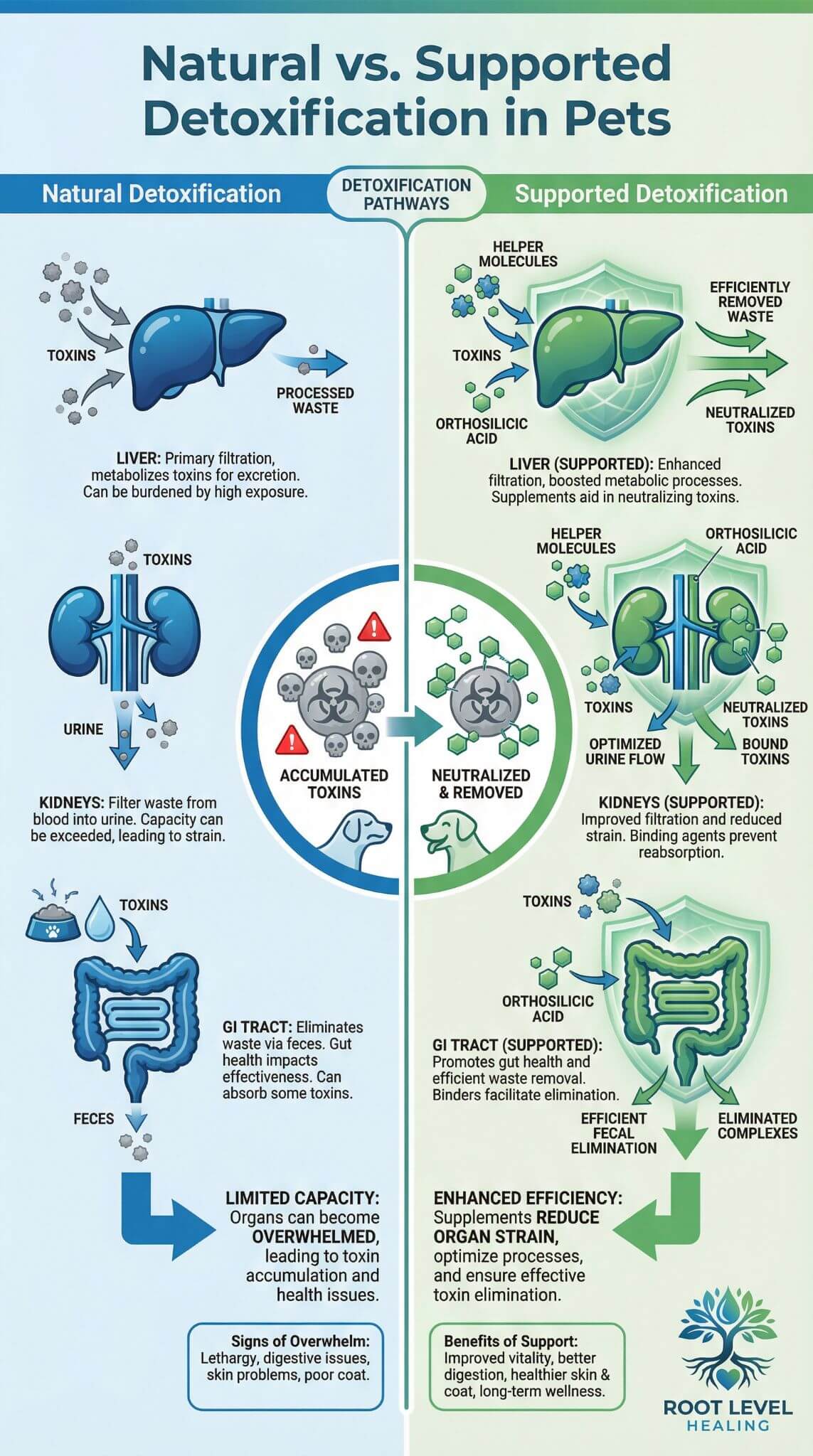 Infographic comparing natural detoxification pathways with supported detoxification using supplements like orthosilicic acid