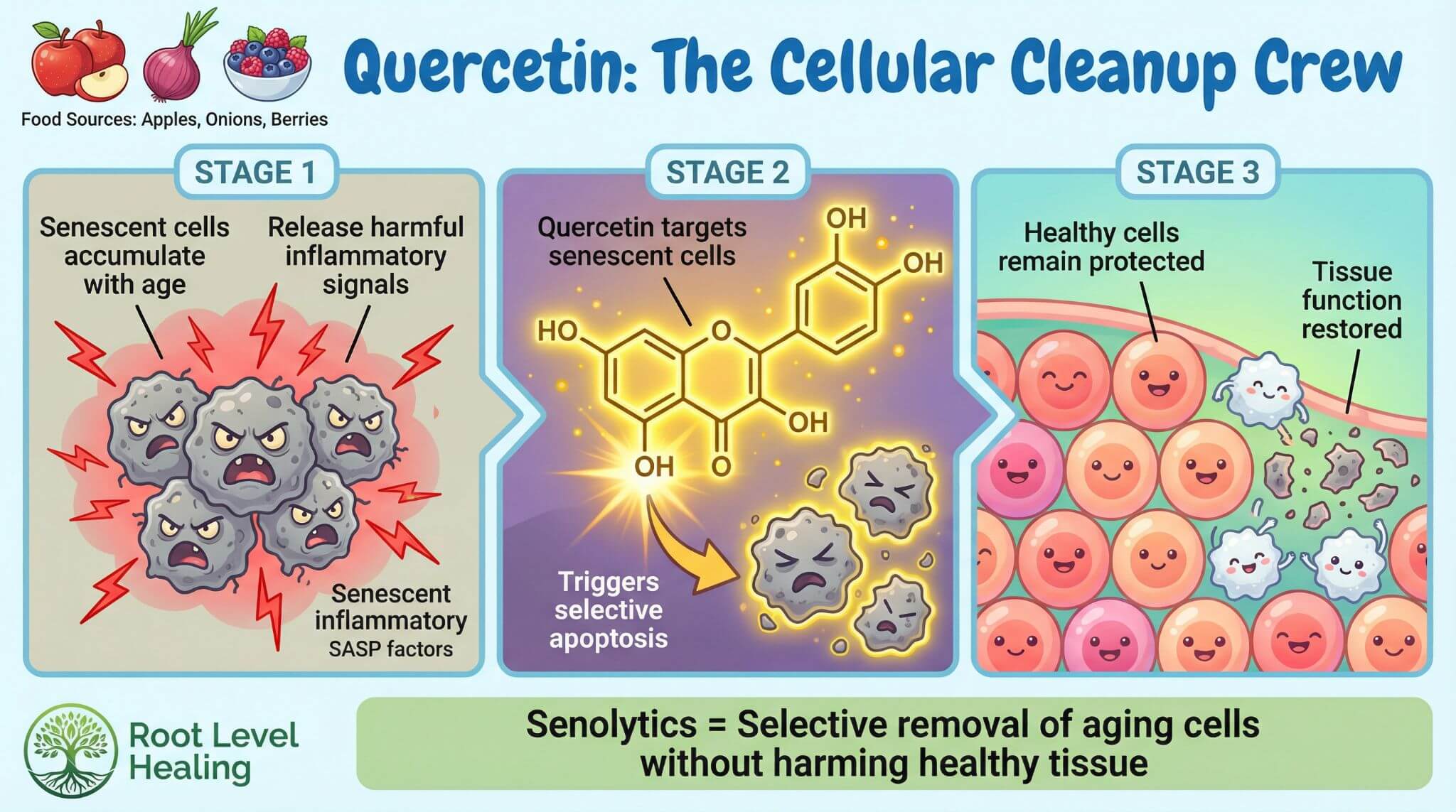 Infographic explaining how quercetin acts as a senolytic to remove senescent 'zombie' cells in pets.