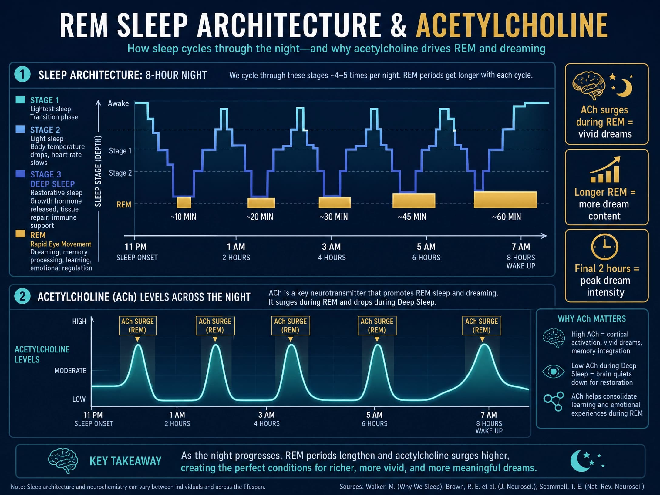 Infographic showing sleep cycles and how acetylcholine levels peak during REM sleep phases