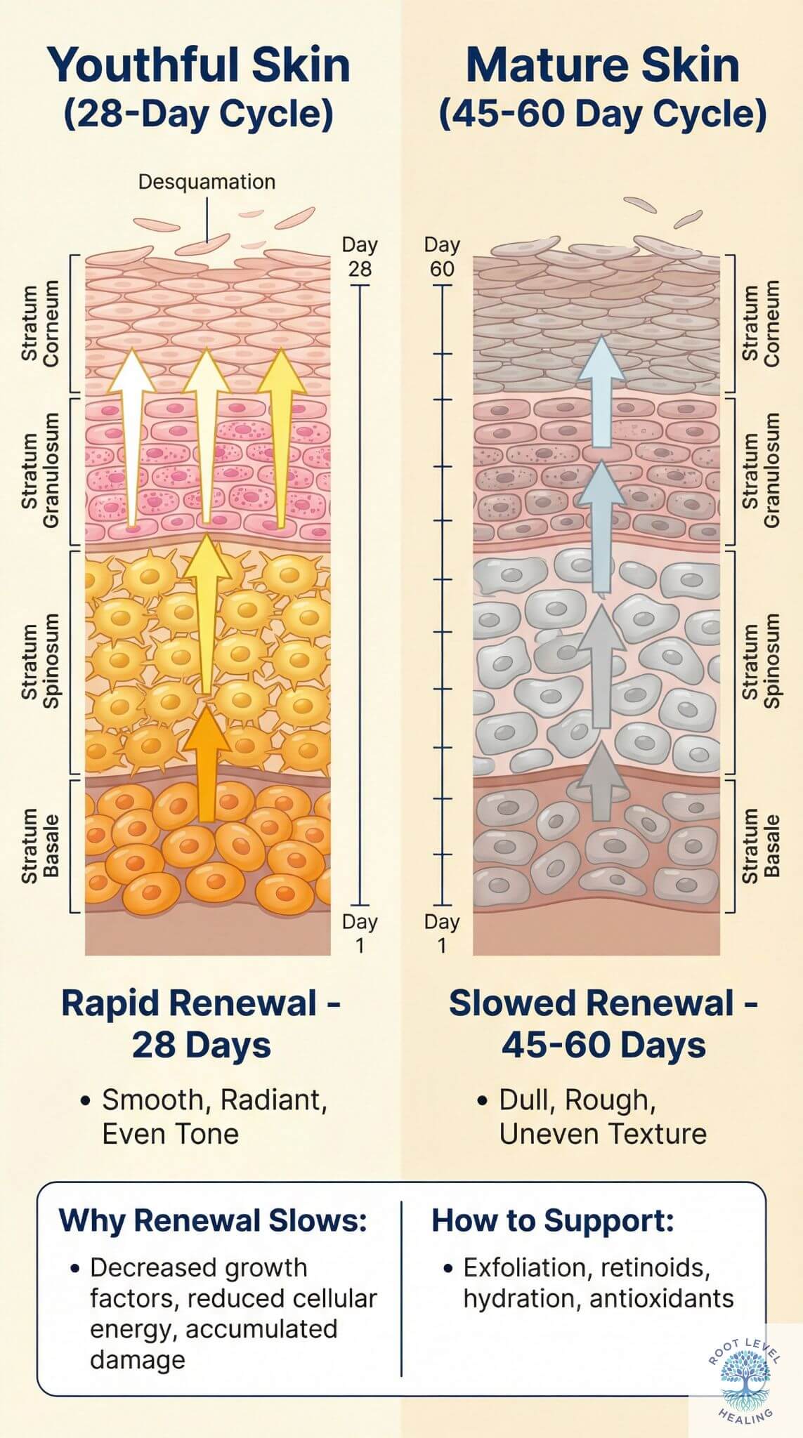 Infographic illustrating the skin cell turnover cycle, showing new cells being created in the deeper layers of the epidermis and migrating to the surface over a 28-day period in youthful skin versus a 45-60 day period in mature skin.