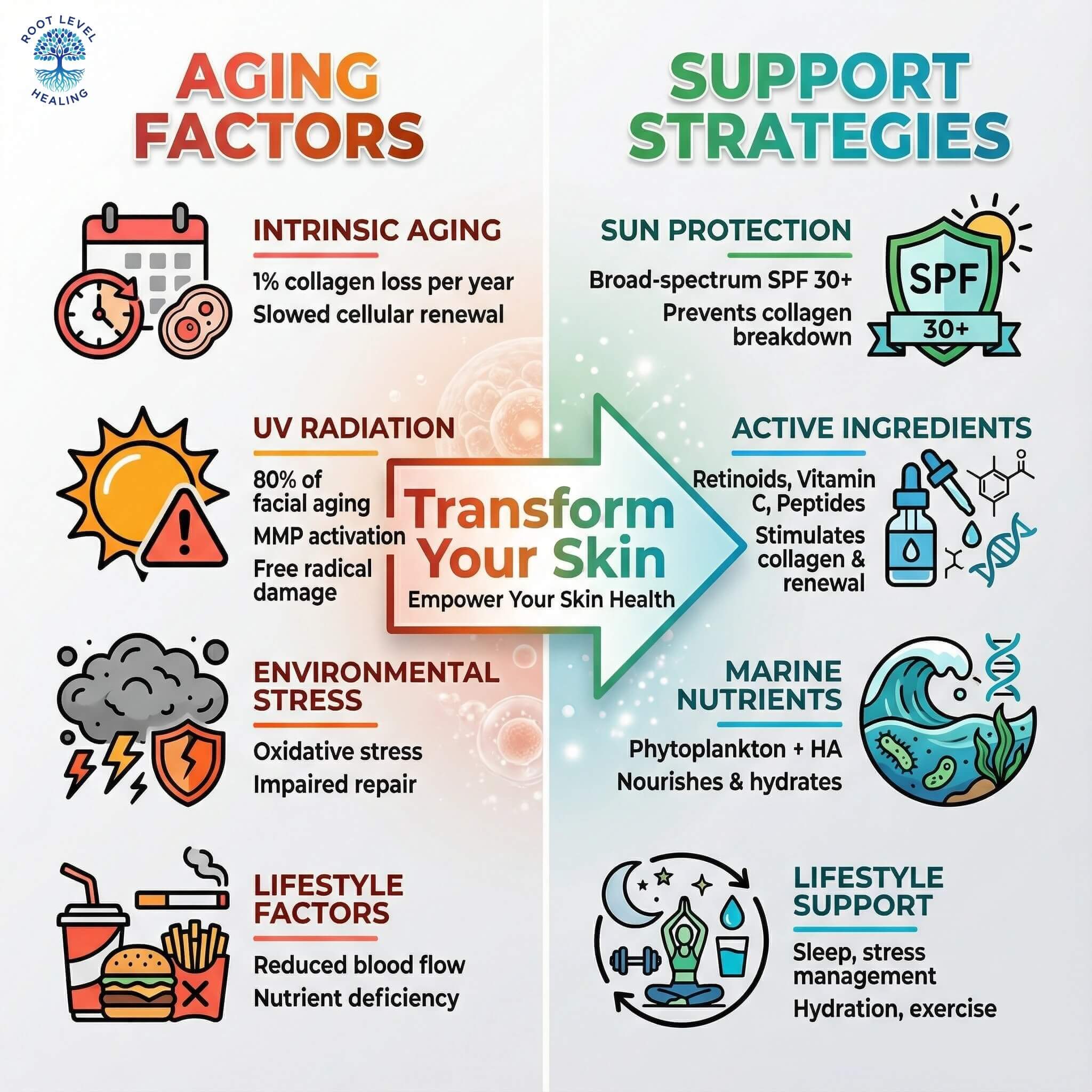 Infographic showing the factors that cause loss of skin elasticity and cellular renewal (intrinsic aging, UV radiation, pollution, lifestyle) alongside support strategies (sun protection, active ingredients, marine nutrients, lifestyle factors).